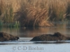 01-wildschweine-18-03-2015