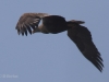 12-seeadler-ad-18-03-2015