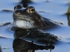 10-moorfrosch-19-03-2014