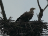 10-seeadler-ad-22-03-2014