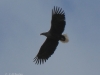 06-seeadler-ad-24-03-2014