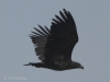 07-seeadler-k3-28-03-2014