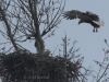 08-seeadler-ad-28-03-2014