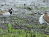 04-flussregenpfeifer-07-04-2014