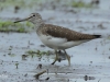 10-waldwasserlaeufer-07-04-2014