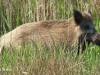 02-wildschwein-20-04-2014