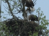 03-seeadler-ad-28-04-2014