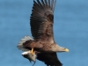 08-seeadler-ad-03-05-2014