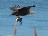 09-seeadler-ad-03-05-2014