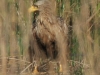 10-seeadler-ad-03-05-2014