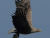 11-seeadler-ad-03-05-2014