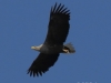 12-seeadler-ad-weib-03-05-2014