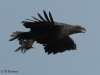 09-seeadler-ad-13-05-2014