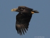 13-seeadler-ad-19-05-2014