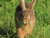 04-hase-18-06-2014