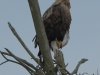 09-seeadler-ad-18-06-2014