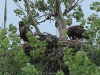 05-seeadler-jk-24-06-2014