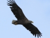 06-seeadler-ad-24-06-2014