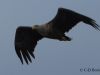 03-seeadler-ad-02-07-2014