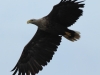 04-seeadler-ad-02-07-2014