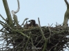 05-seeadler-jk-02-07-2014