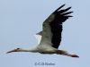 14-weissstorch-02-07-2014