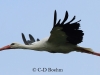 15-weissstorch-02-07-2014