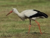 06-weissstorch-dew-2x866-04-07-2014