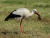 07-weissstorch-dew-2x866-04-07-2014