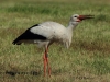 08-weissstorch-dew-2x866-04-07-2014