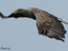 04-seeadler-ad-14-07-2014