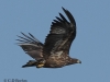 12-seeadler-jk-13-08-2014