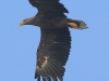 14-seeadler-ad-20-09-2014