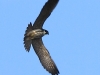 04-baumfalke-29-09-2014