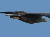 06-seeadler-ad-w-10-04-2015