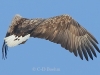 07-seeadler-ad-w-10-04-2015