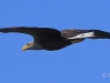 12-seeadler-ad-20-04-2015