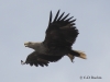 09-seeadler-ad-weib-10-06-2015