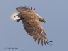 10-seeadler-ad-weib-10-06-2015