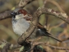 02 Haussperling m. 25.02.2016
