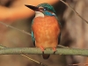 01 Eisvogel 29.02.2016