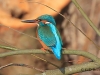 02 Eisvogel 29.02.2016