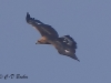 01 Steinadler 09.03.2016