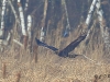 02 Steinadler 09.03.2016