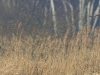 03 Steinadler 09.03.2016