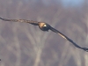 04 Steinadler 09.03.2016