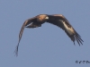 05 Steinadler 09.03.2016