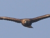 06 Steinadler 09.03.2016