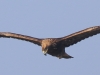 07 Steinadler 09.03.2016