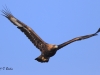 08 Steinadler 09.03.2016